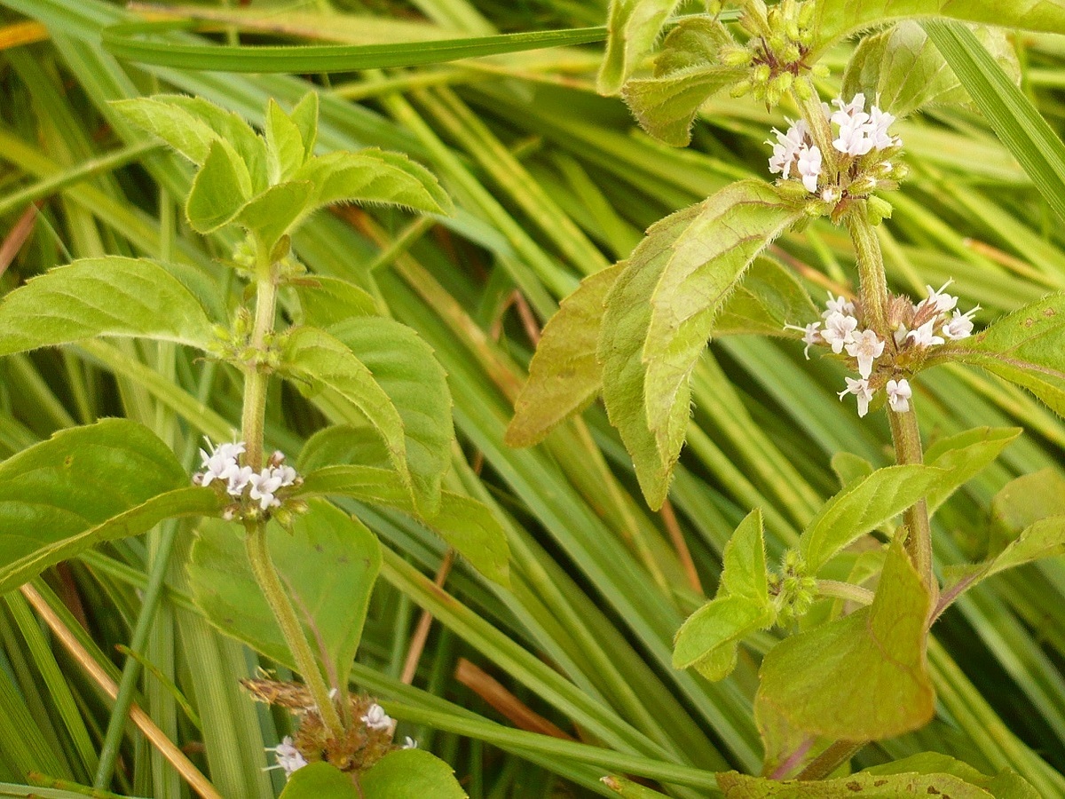 Mentha arvensis (Lamiaceae)